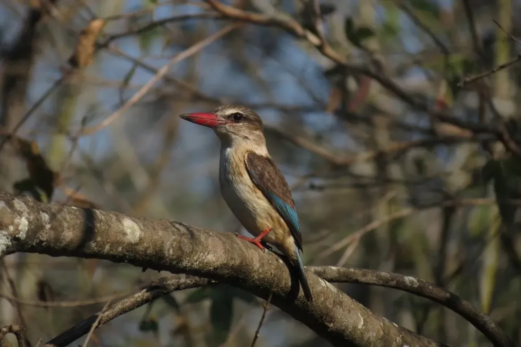 File:Halcyon albiventris vociferans.jpg