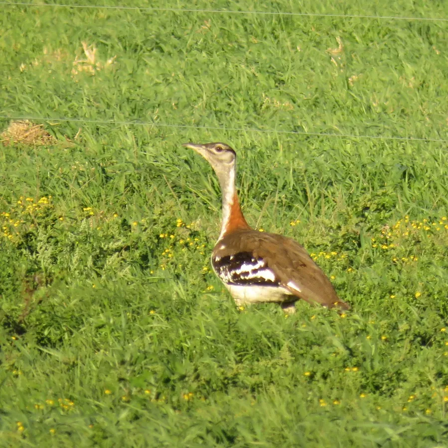 File:Neotis denhami stanleyi.jpg