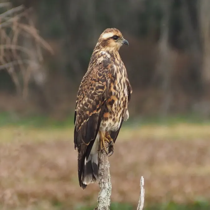 File:Rostrhamus sociabilis 110977267 cropped.jpg