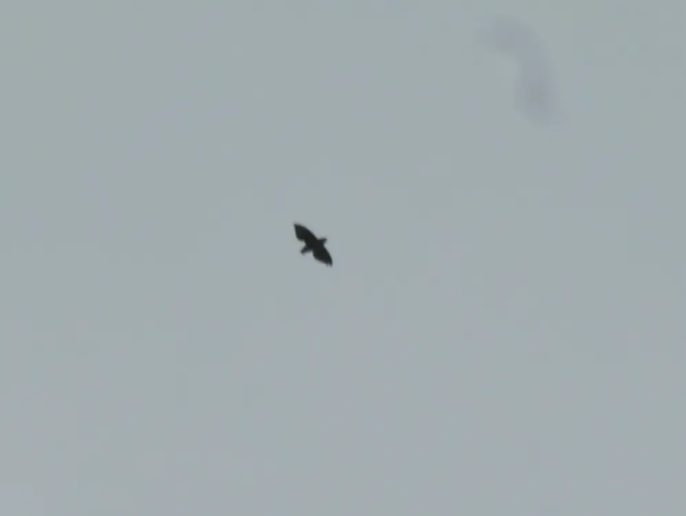 File:Neafrapus cassini 4071451.jpg