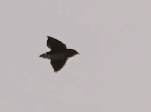 File:Neafrapus cassini 1442011.jpg