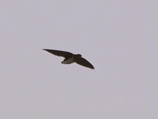 File:Neafrapus cassini 1442012.jpg