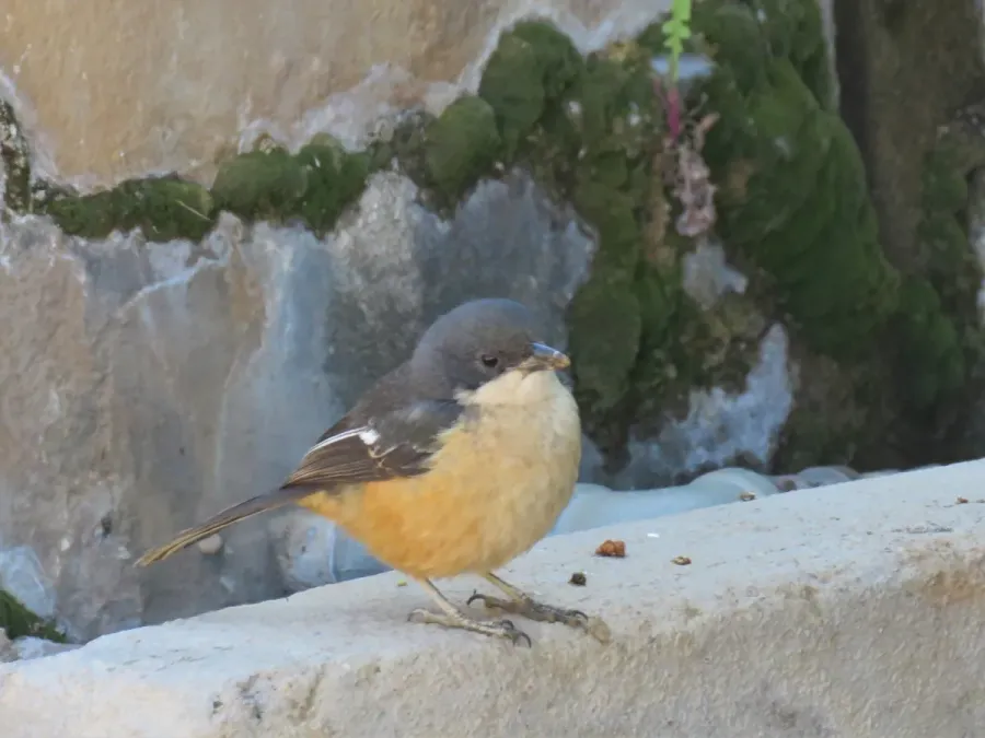 File:Laniarius ferrugineus natalensis.jpg