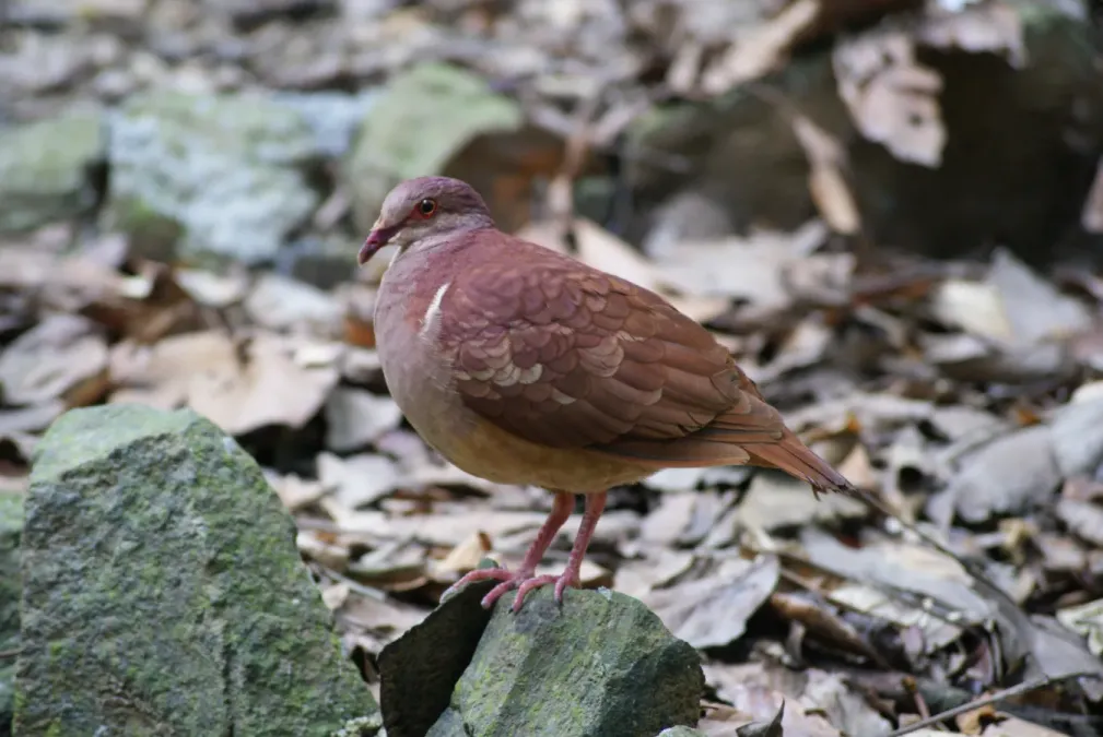 File:Geotrygon montana Parc des Mamelles Guadeloupe 2010-04-04.jpg