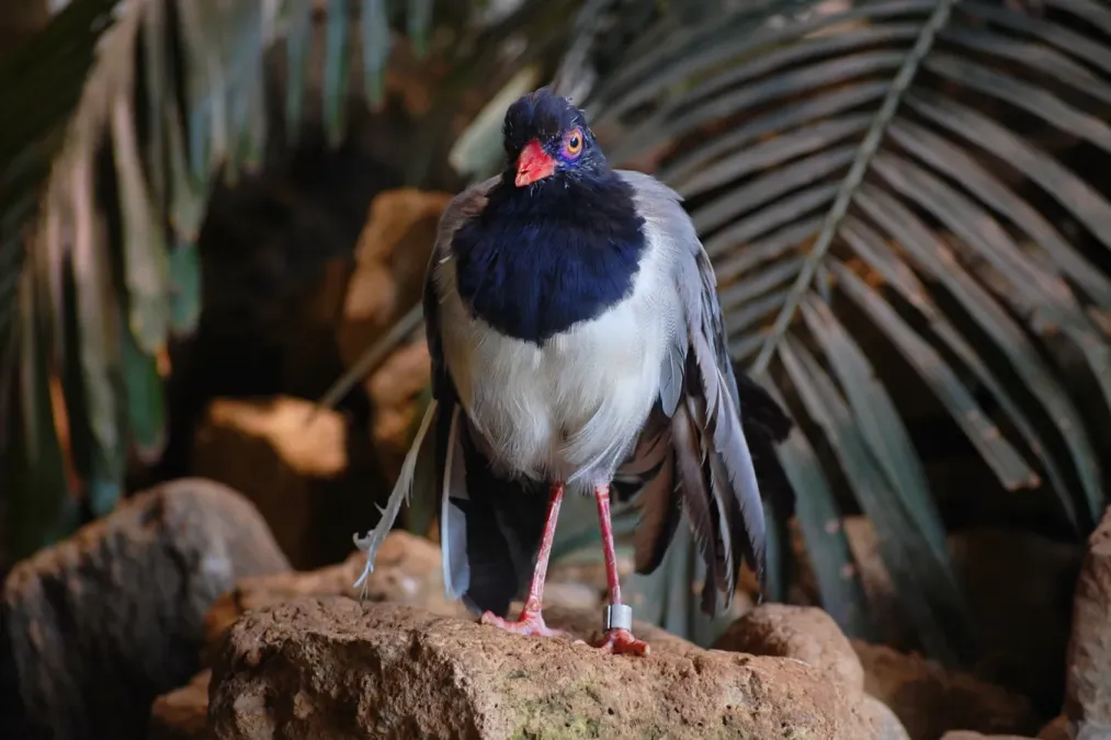 File:Carpococcyx renauldi -Toronto Zoo, Ontario, Canada-8a.jpg