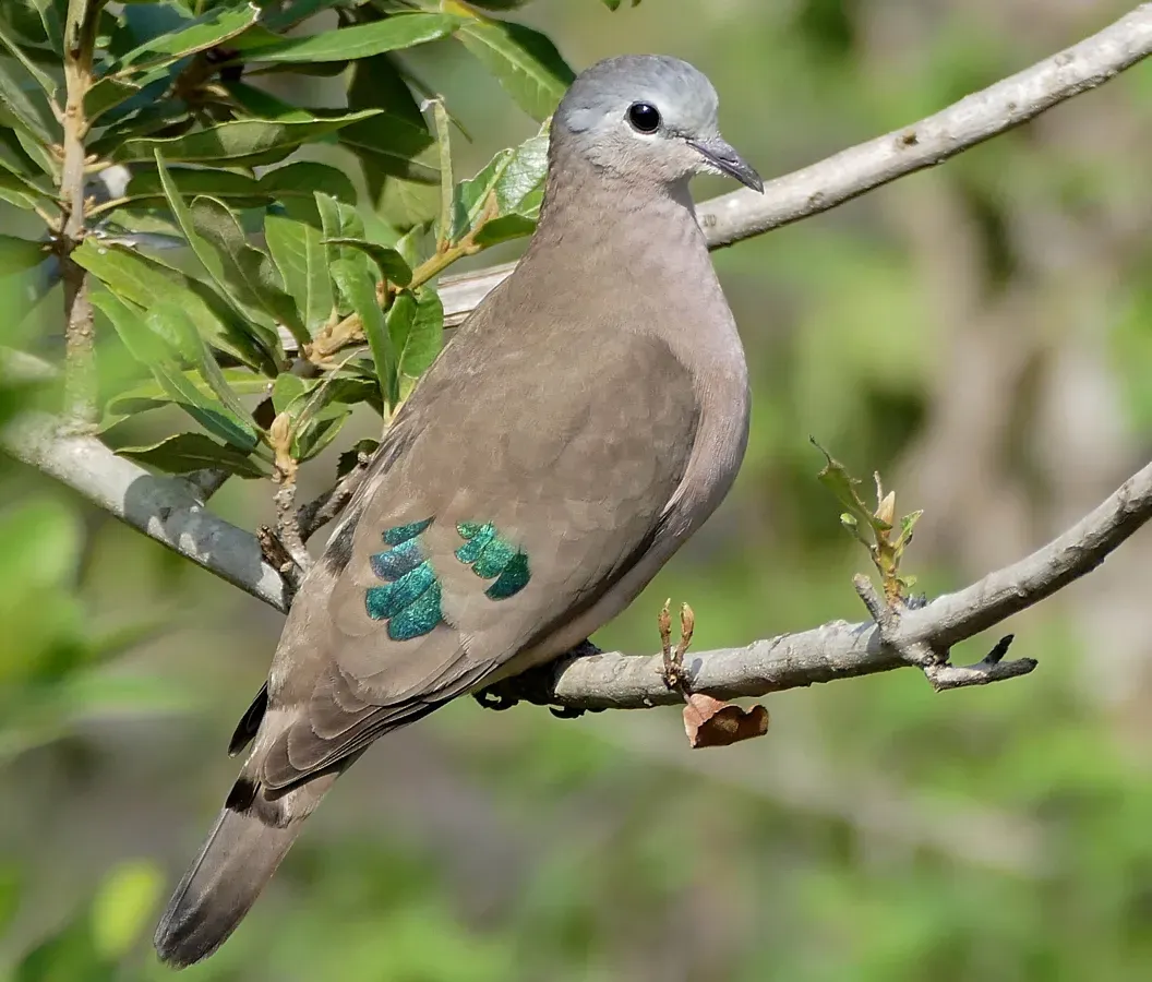 File:Emerald-spotted Wood Dove (Turtur chalcospilos) (31377518065), crop.jpg