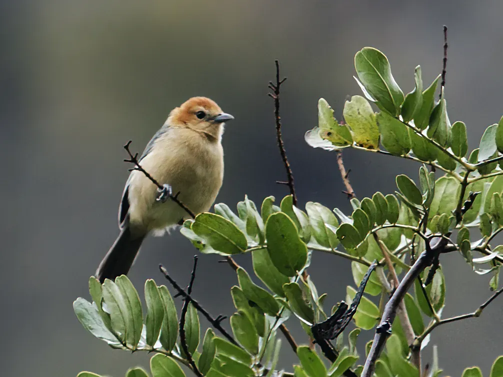File:Thlypopsis inornata - Buff-bellied Tanager (cropped).jpg