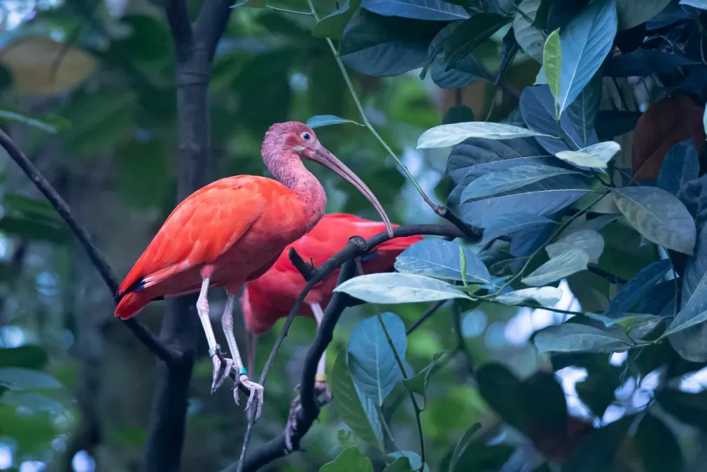 File:Scarlet ibis, Eudocimus ruber.jpg