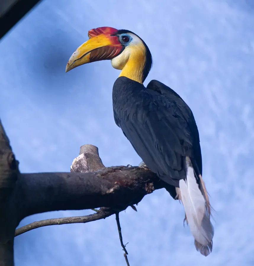 File:Wrinkled hornbill (Rhabdotorrhinus corrugatus).jpg