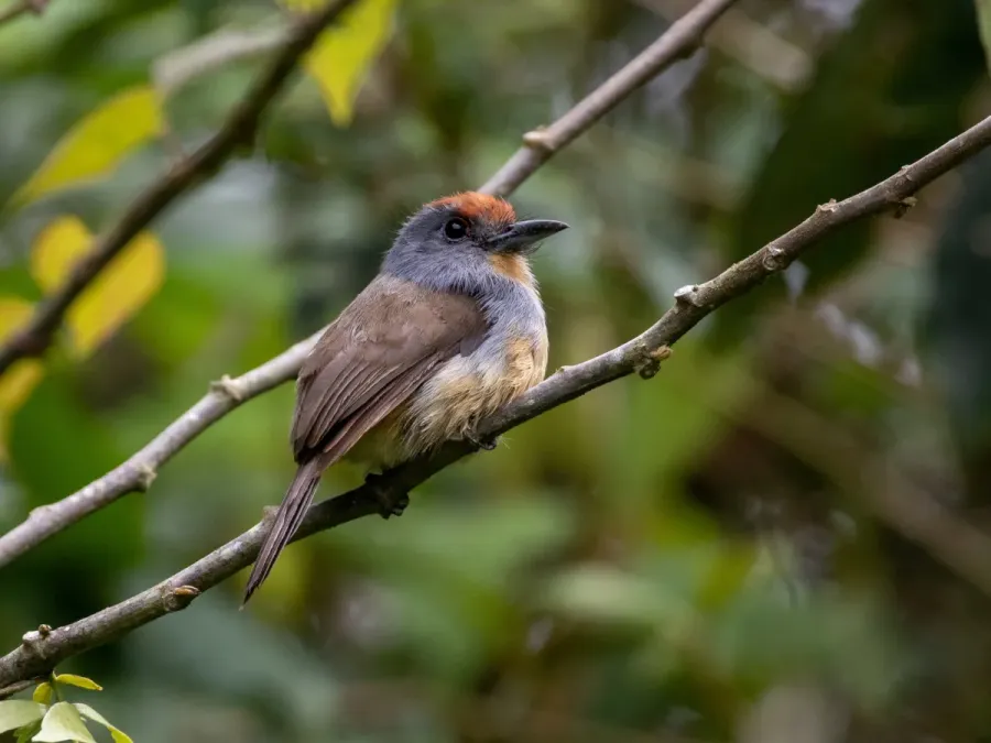 File:Nonnula ruficapilla 112030246.jpg