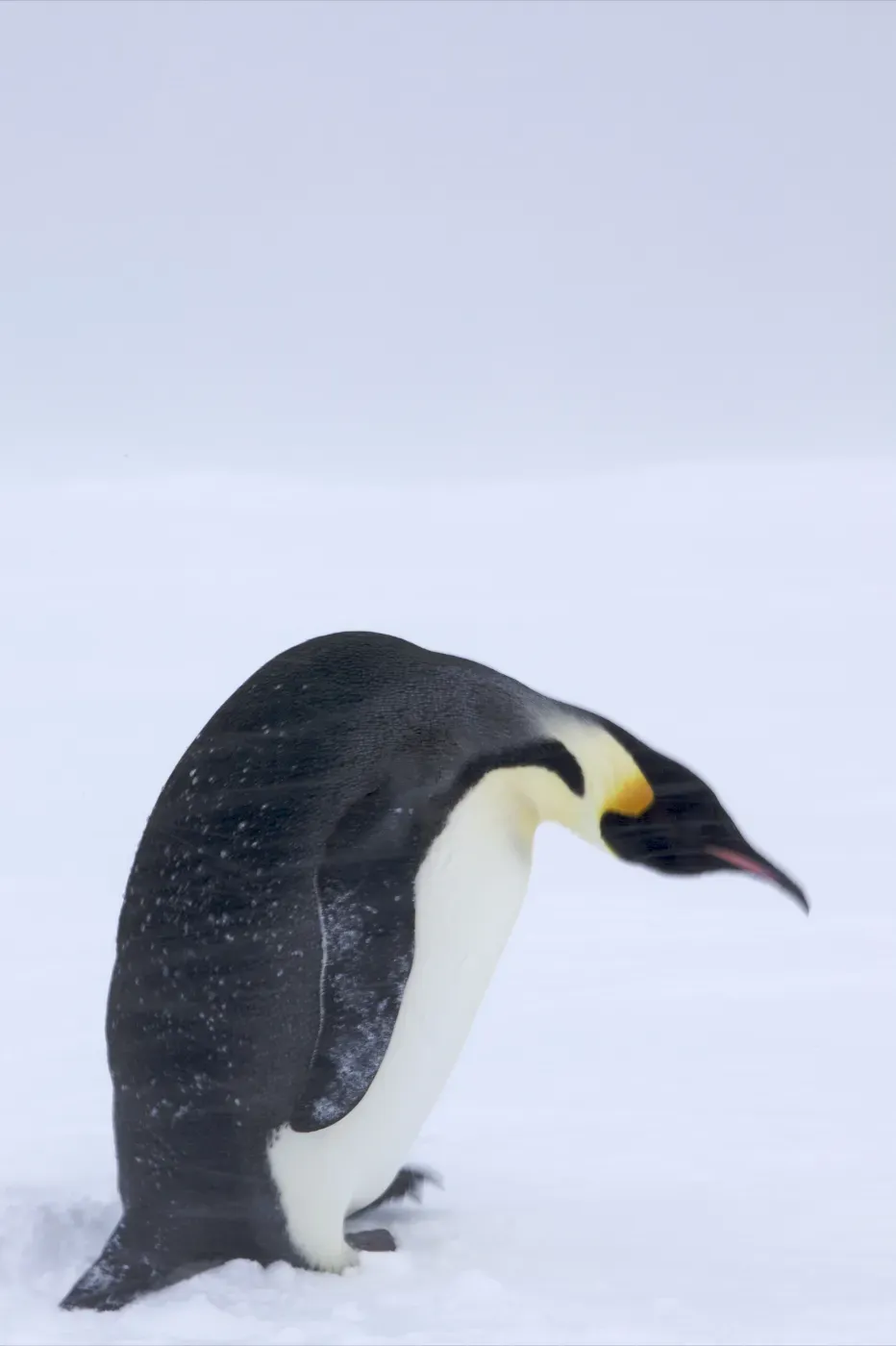 File:Aptenodytes forsteri -Antarctica -blzzard-8.jpg