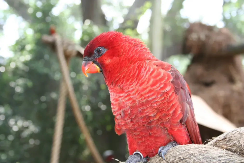 File:Chalcopsitta cardinalis -Busch Gardens, Tampa Bay, USA -upper body-8a.jpg