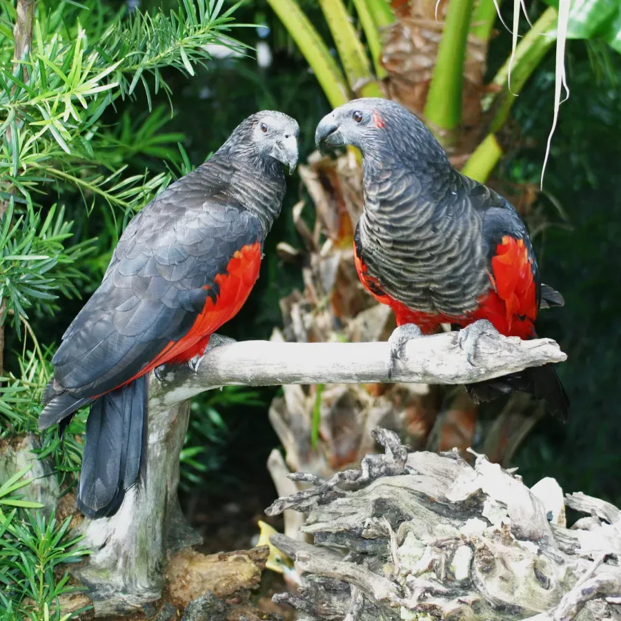 File:Psittrichas fulgidus -Miami Zoo, USA-8-2c.jpg