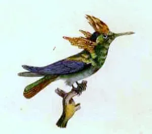 File:Lophornis ornatus by Buffon.jpg
