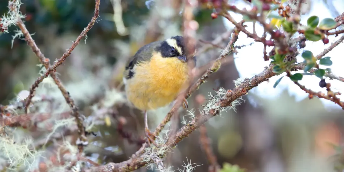 File:Microspingus trifasciatus - Three-striped Hemispingus; Machu Picchu, Cusco, Peru.jpg