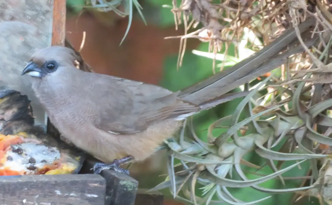 File:Colius striatus ssp. striatus.jpg