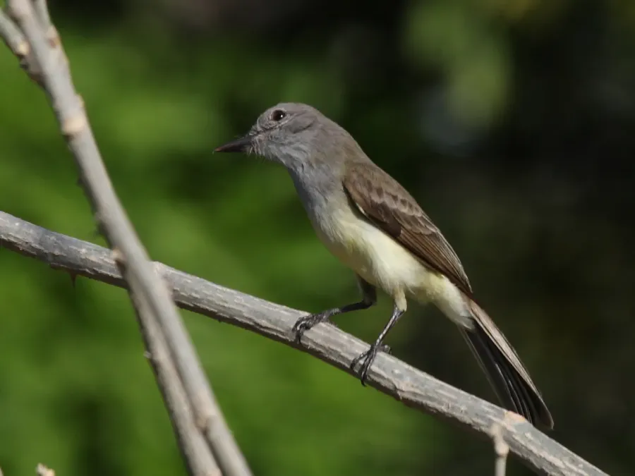 File:Myiarchus panamensis -Panama-8a.jpg