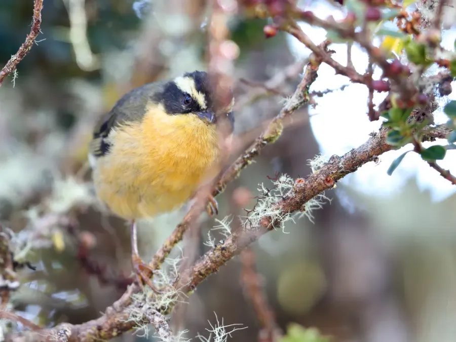 File:Microspingus trifasciatus - Three-striped Hemispingus; Machu Picchu, Cusco, Peru (cropped).jpg