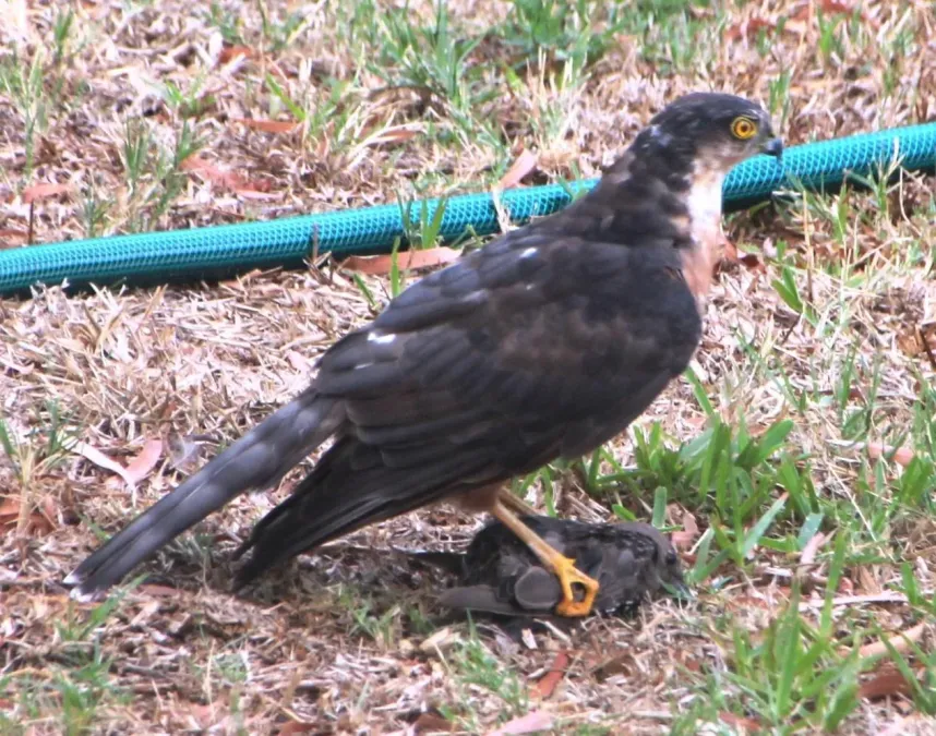File:Accipiter rufiventris ssp. rufiventris.jpg