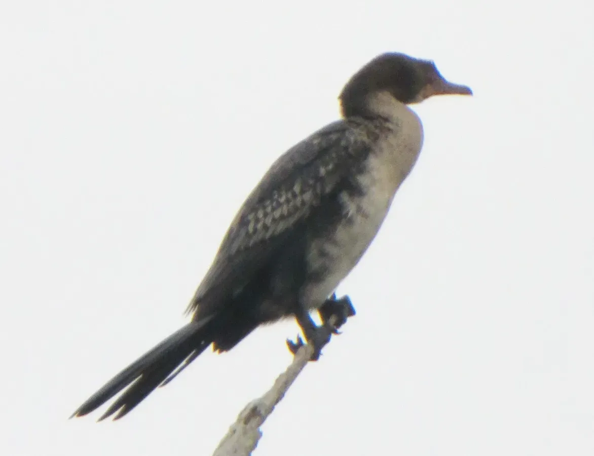 File:Microcarbo africanus ssp. africanus.jpg