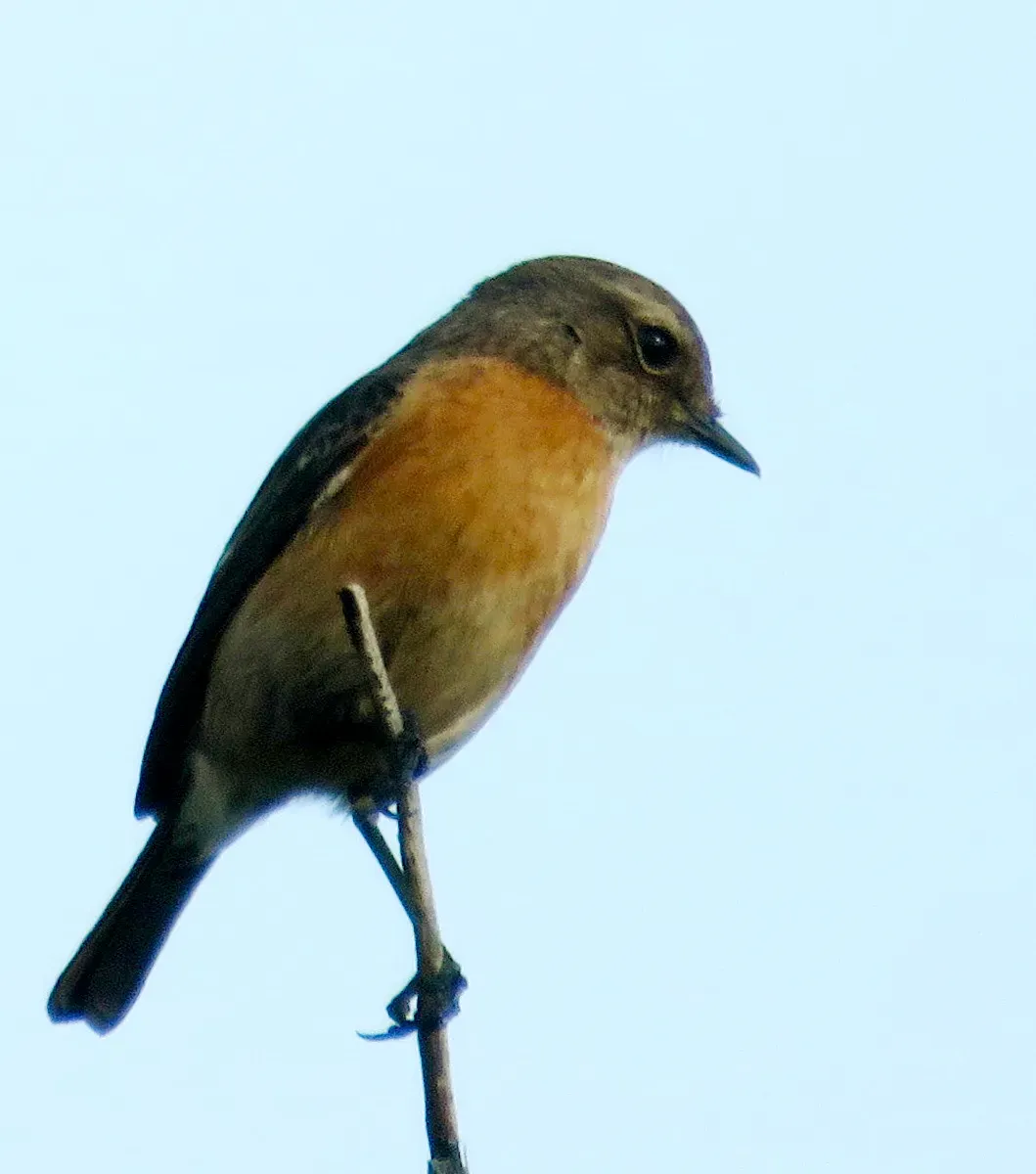 File:Saxicola torquatus torquatus, Hessequa, Western Cape, South Africa.jpg