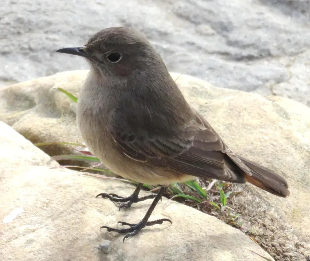 File:Oenanthe familiaris ssp. familiaris.jpg