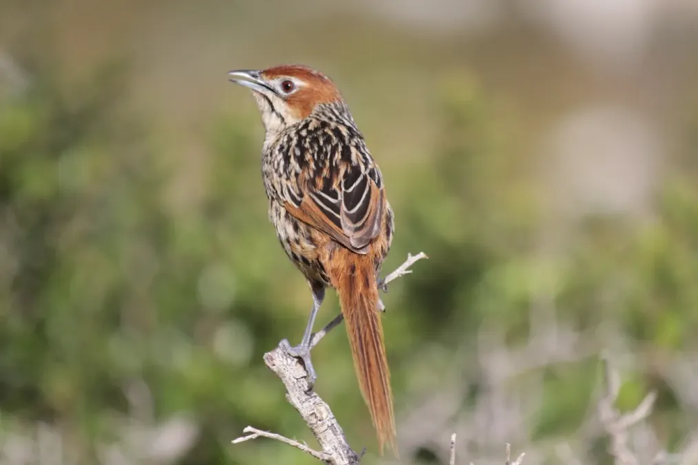 File:Sphenoeacus afer ssp. afer.jpg