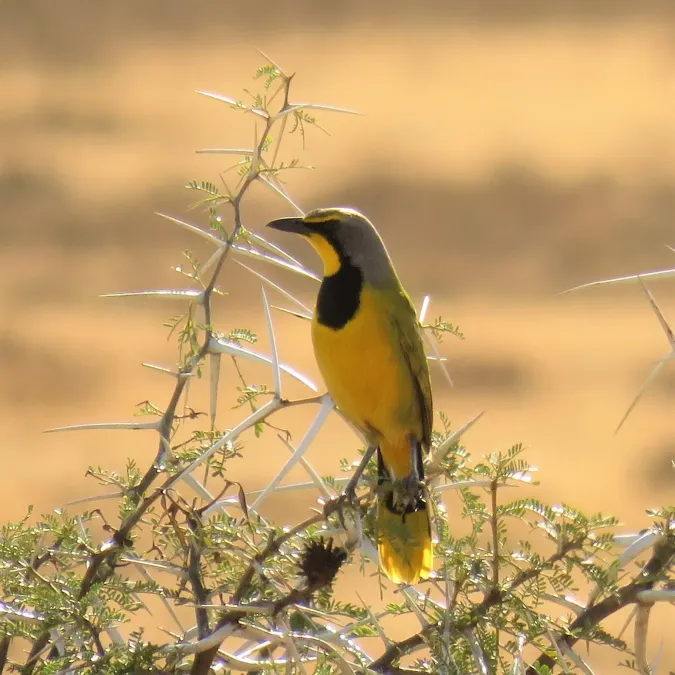 File:Telophorus zeylonus ssp. zeylonus.jpg