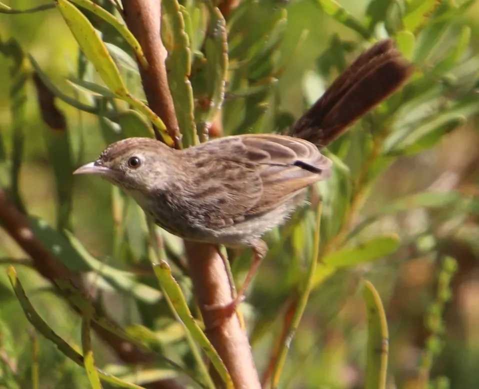 File:Prinia maculosa ssp. maculosa.jpg
