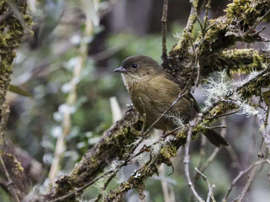File:Nephelornis oneilli - Pardusco (cropped).jpg