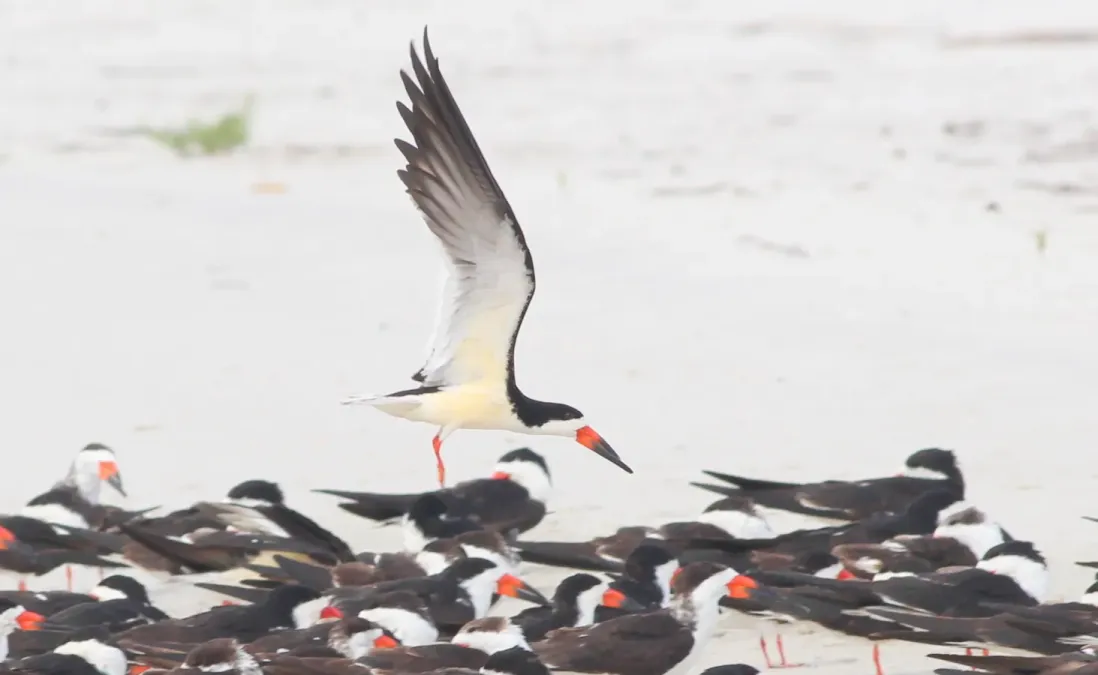 File:Rynchops niger (Black Skimmer) 45.jpg