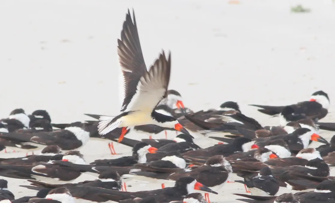 File:Rynchops niger (Black Skimmer) 46.jpg