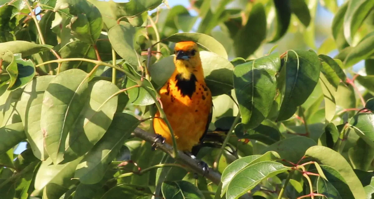 File:Icterus pectoralis (Spot-breasted Oriole) 01.jpg