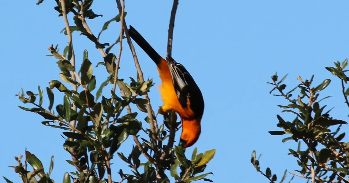 File:Icterus pectoralis (Spot-breasted Oriole) 04.jpg