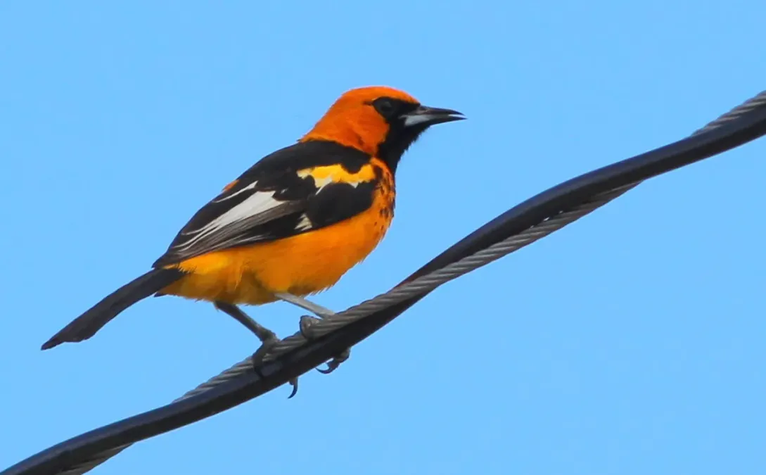 File:Icterus pectoralis (Spot-breasted Oriole) 09.jpg
