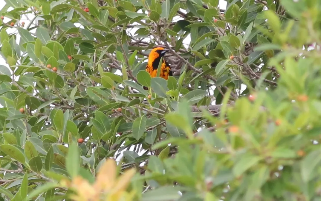 File:Icterus pectoralis (Spot-breasted Oriole) 15.jpg