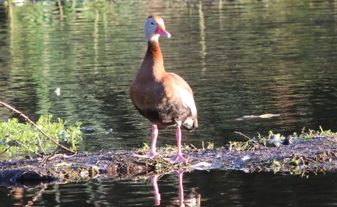 File:Dendrocygna autumnalis (Black-bellied Whistling Duck) 22.jpg