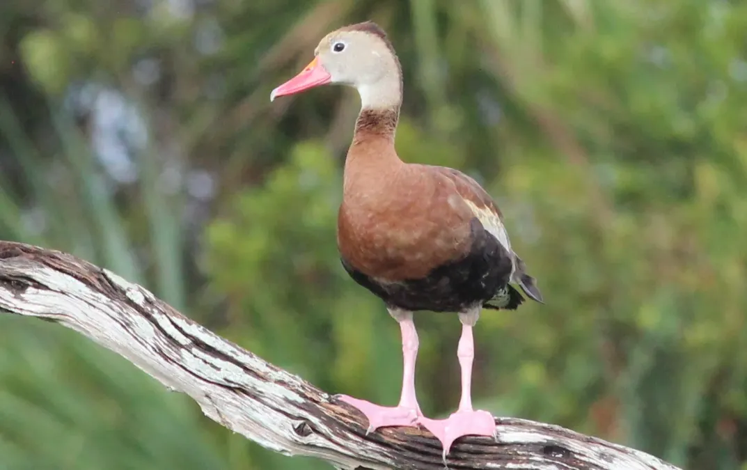 File:Dendrocygna autumnalis (Black-bellied Whistling Duck) 46.jpg