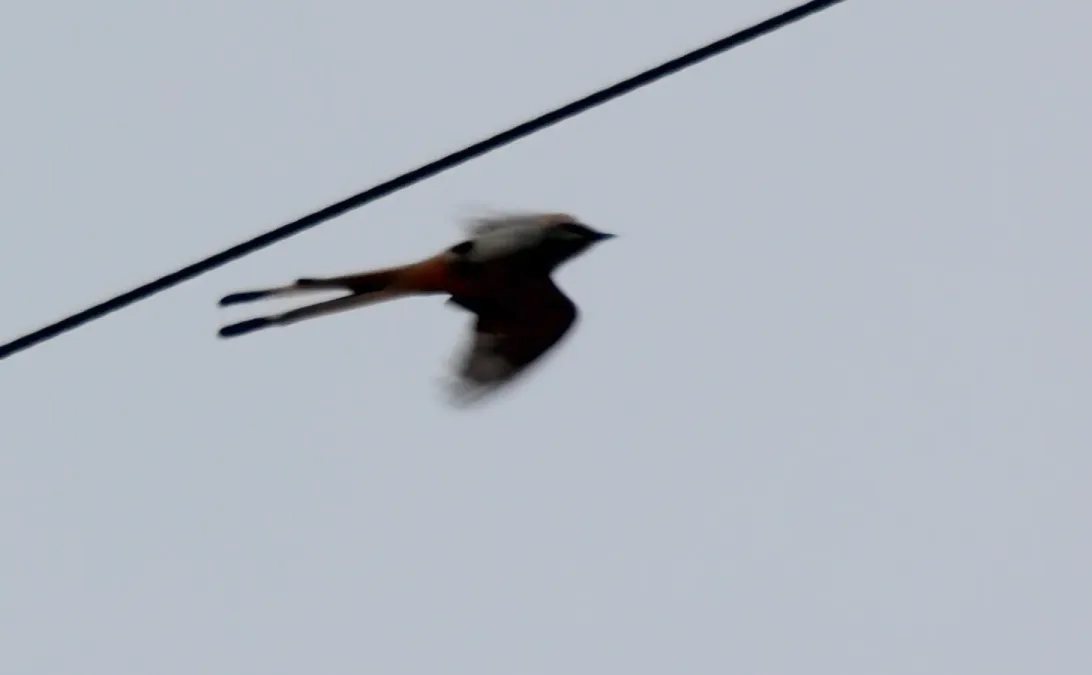 File:Tyrannus forficatus (Scissor-tailed Flycatcher) 01.jpg