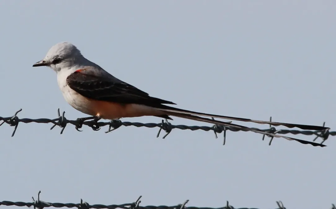 File:Tyrannus forficatus (Scissor-tailed Flycatcher) 14.jpg