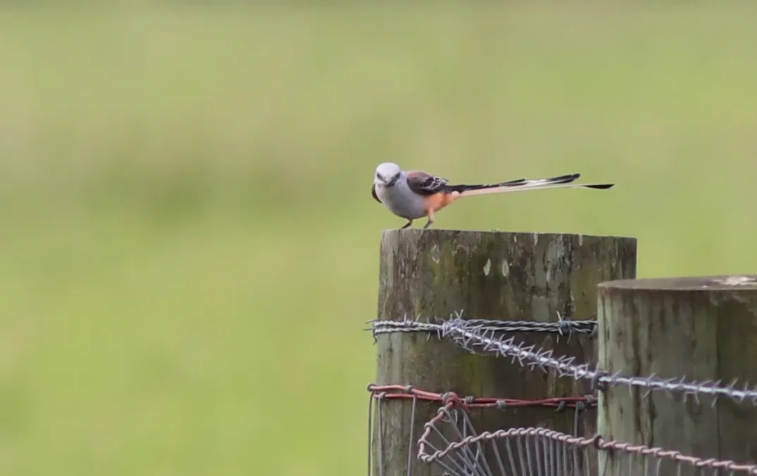 File:Tyrannus forficatus (Scissor-tailed Flycatcher) 25.jpg