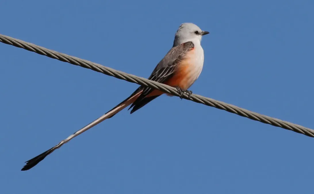 File:Tyrannus forficatus (Scissor-tailed Flycatcher) 31.jpg