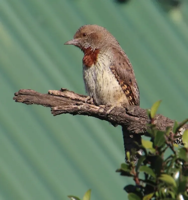 File:Jynx ruficollis ssp. ruficollis.jpg