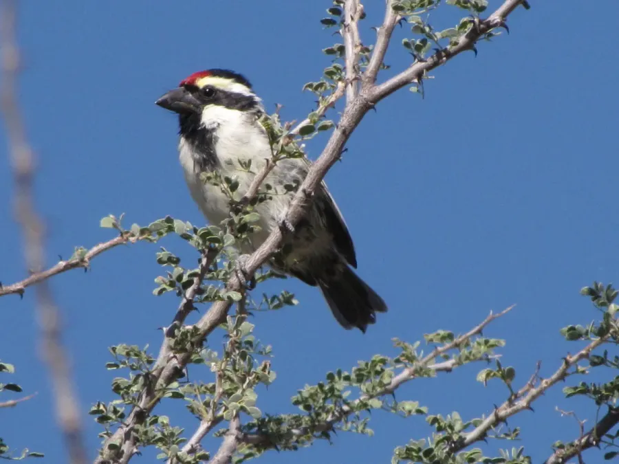 File:Tricholaema leucomelas ssp. leucomelas.jpg