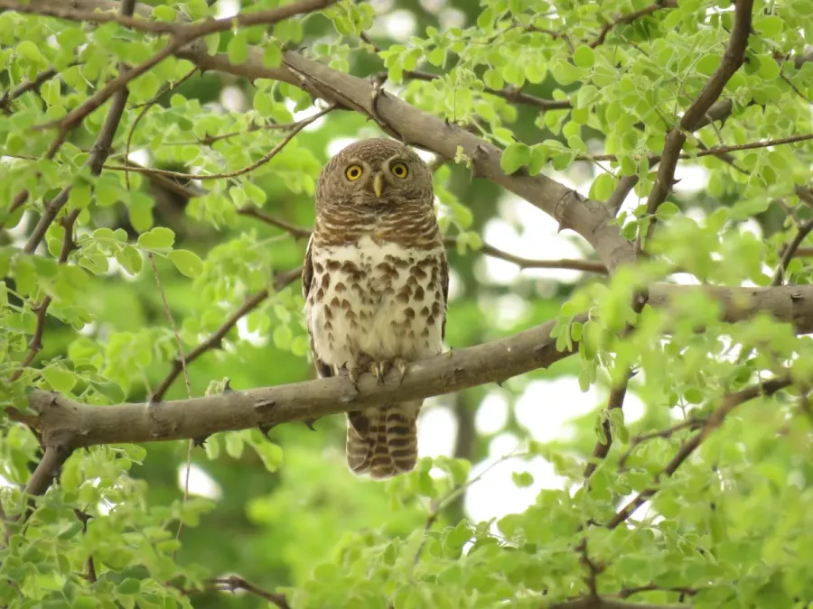 File:Glaucidium capense ssp. ngamiense.jpg