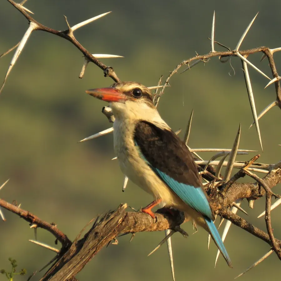 File:Halcyon albiventris ssp. albiventris.jpg