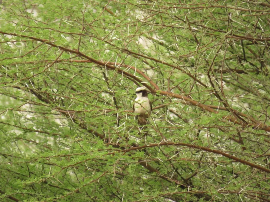 File:Eurocephalus anguitimens ssp. anguitimens.jpg