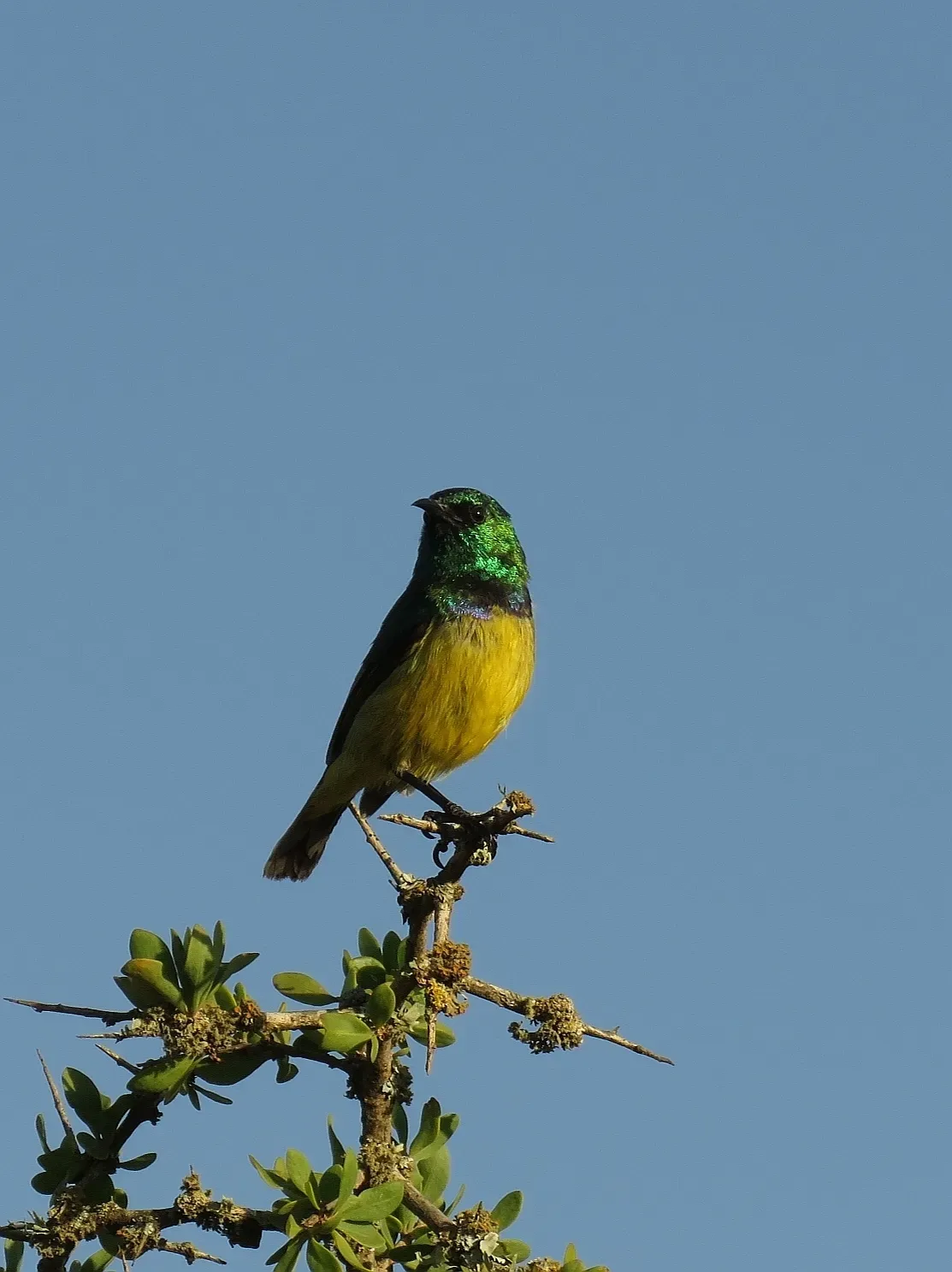 File:Hedydipna collaris ssp. collaris.jpg