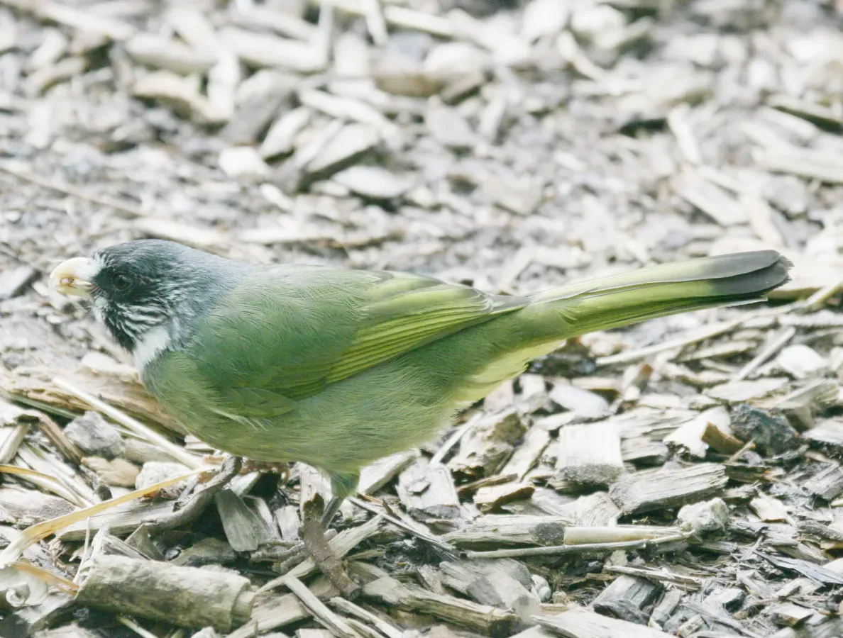 File:Spizixos semitorques -Miami Metrozoo, Florida, USA-8a.jpg