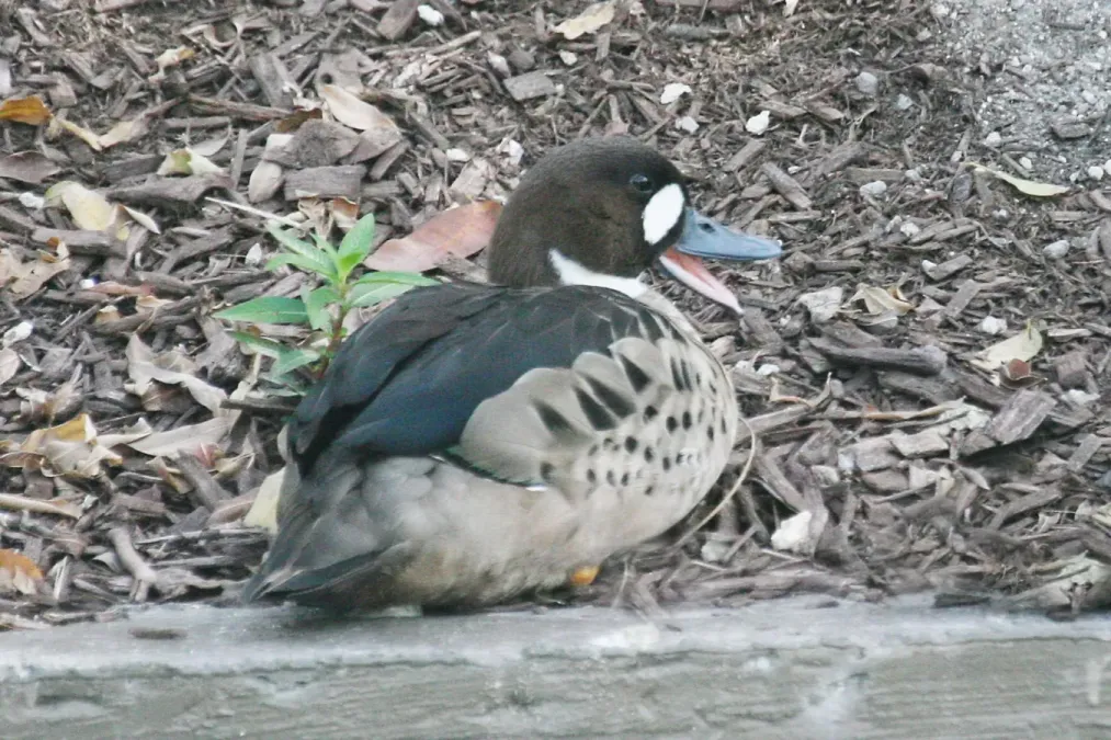 File:Speculanas specularis -Miami Metrozoo, Florida, USA-8a.jpg